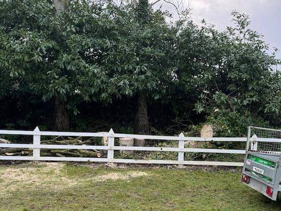 tree surgery in dublin 20-58-40 3 copy 262